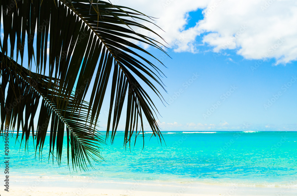 Beach palm tree background.