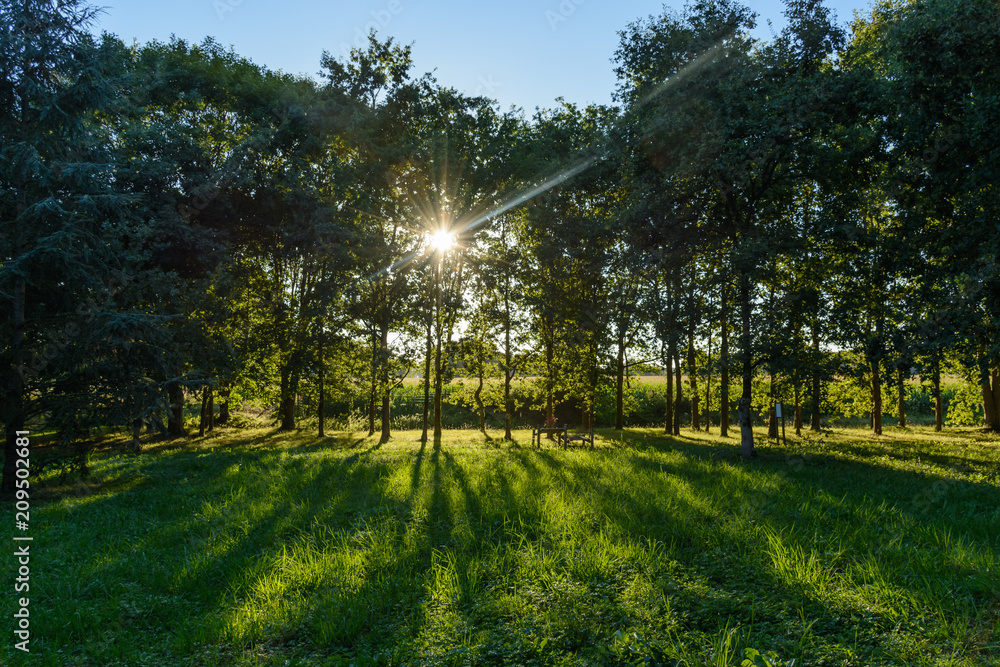 Obraz premium Morning sun between trees