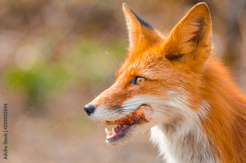 Fototapeta premium Red Fox Fennec Fox