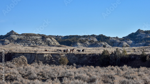 A scenic view of a herd of wild horse graze in a field in front of a small canyon range in the badlands next to a tiny drop off.