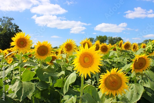 Field of beautiful  bright yellow sunflowers 