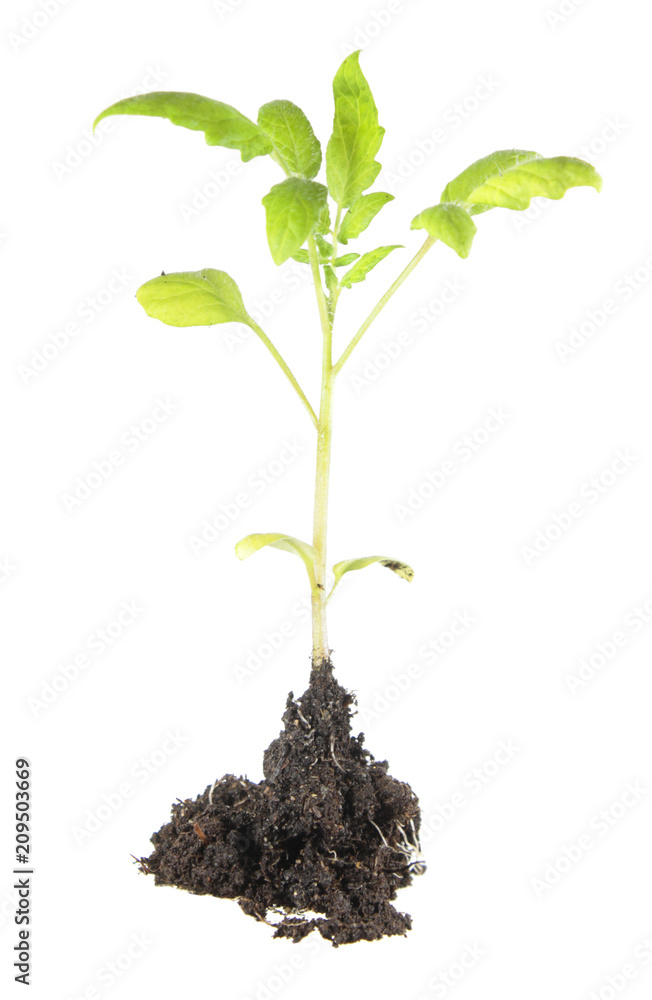 Seedling of tomato plant with green leaves and root system isolated on white background Seedling of tomato plant with green leaves and root system isolated on white background