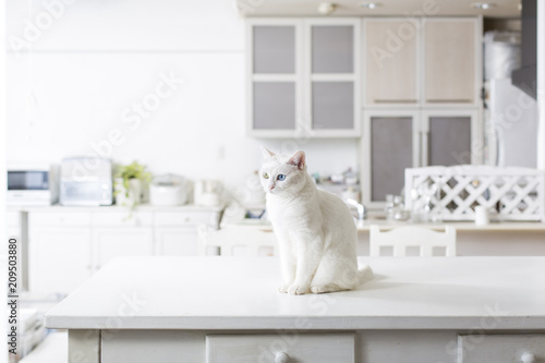 Fototapeta Naklejka Na Ścianę i Meble -  猫のいる生活