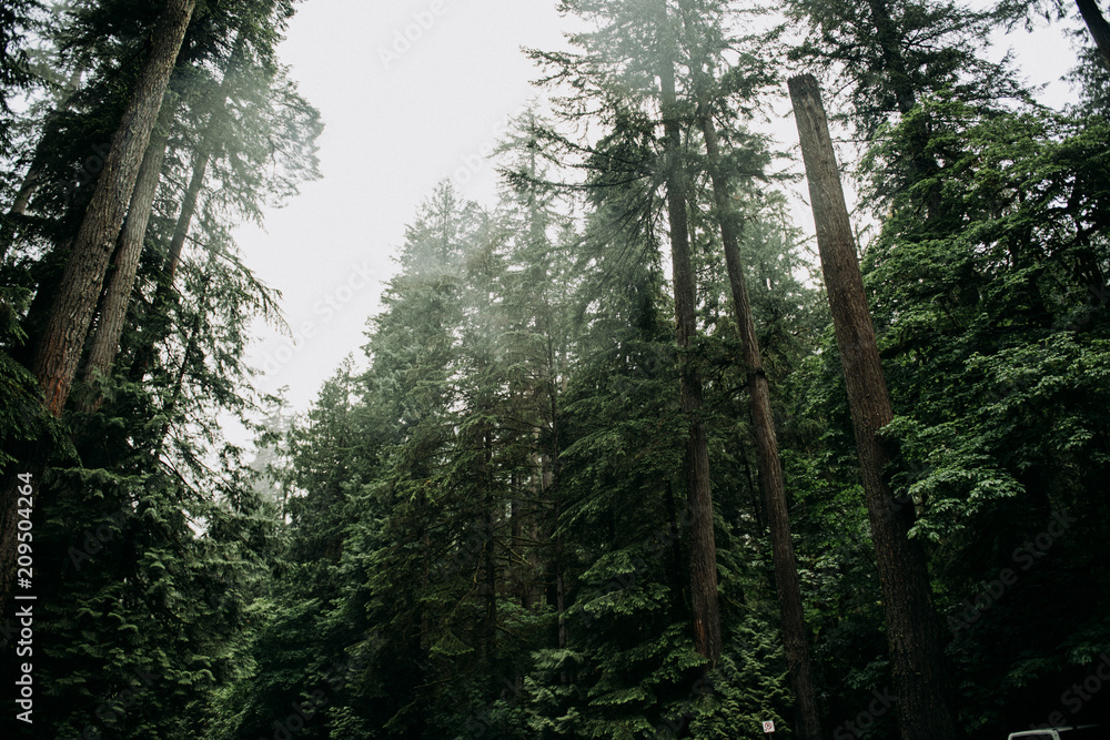 Fototapeta premium Forest