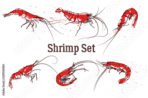 Hand drawn boil prawn or shrimp. Text SHRIMP SET. Sketch vector set good for pub menu decoration