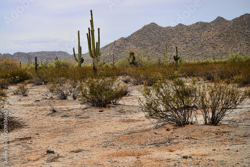 Saguaro Cactus cereus giganteus Sonora Desert