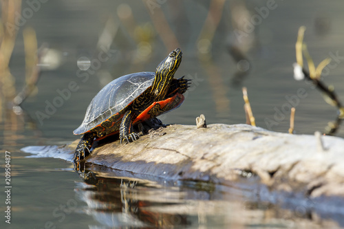 Turtle resting on a log.