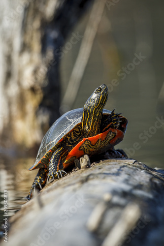 American painted turtle basking in the sun.