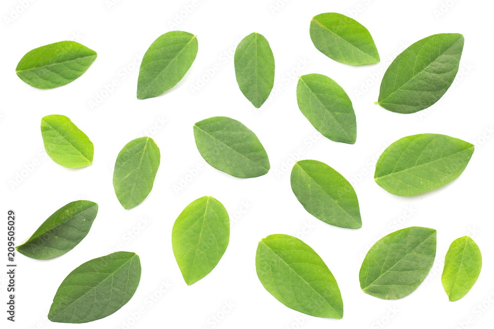 Fototapeta Green leaf on white background.