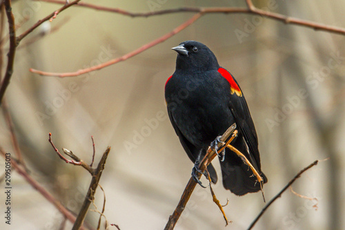 Closeup of redwinged blackbird.