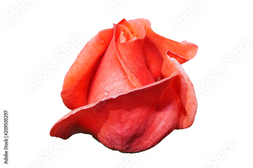 Rose bud of tender pink color in the period of the beginning of flowering, isolated image on a white background.