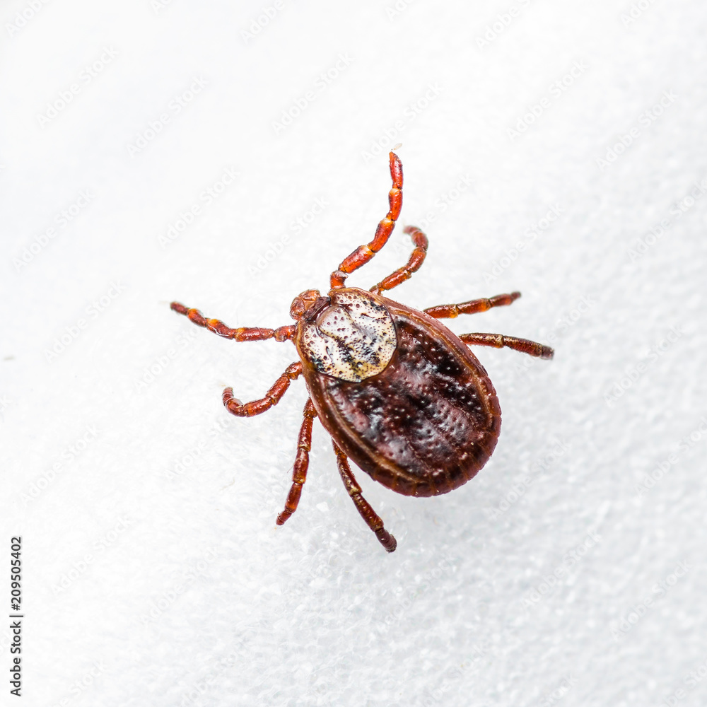 Encephalitis Virus or Lyme Disease Infected Tick Arachnid Insect Pest on White Background Encephalitis Virus or Lyme Disease Infected Tick Arachnid Insect Pest on White Background