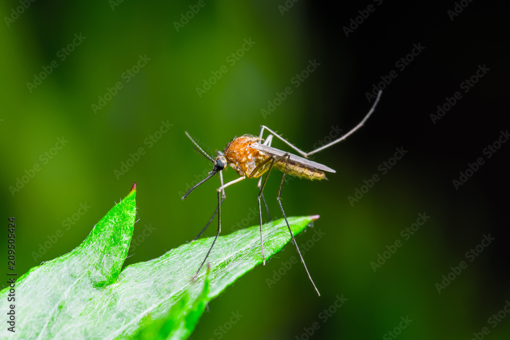 Yellow Fever, Malaria or Zika Virus Infected Mosquito Insect Macro on Green Background Yellow Fever, Malaria or Zika Virus Infected Mosquito Insect Macro on Green Background