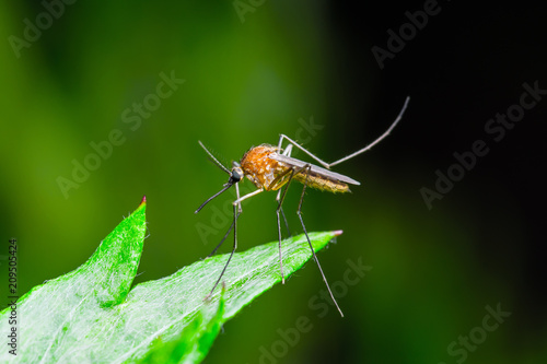 Yellow Fever, Malaria or Zika Virus Infected Mosquito Insect Macro on Green Background © nechaevkon