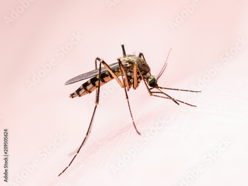 Yellow Fever, Malaria or Zika Virus Infected Mosquito Insect Macro © nechaevkon