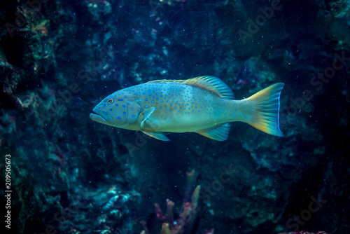 Blue spotted grouper : Plectropomus maculatus fish in aquarium tank. © pomphotothailand
