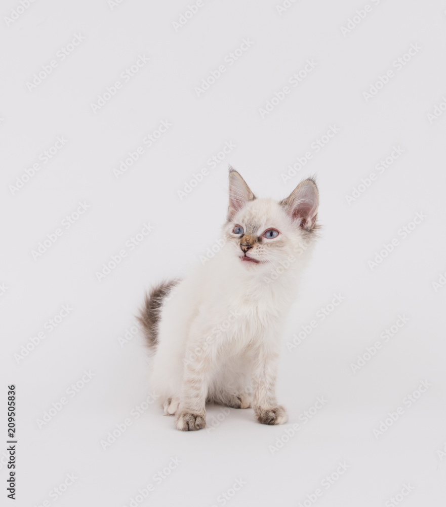 Young White Kitten with Brown Tips on Plain Background