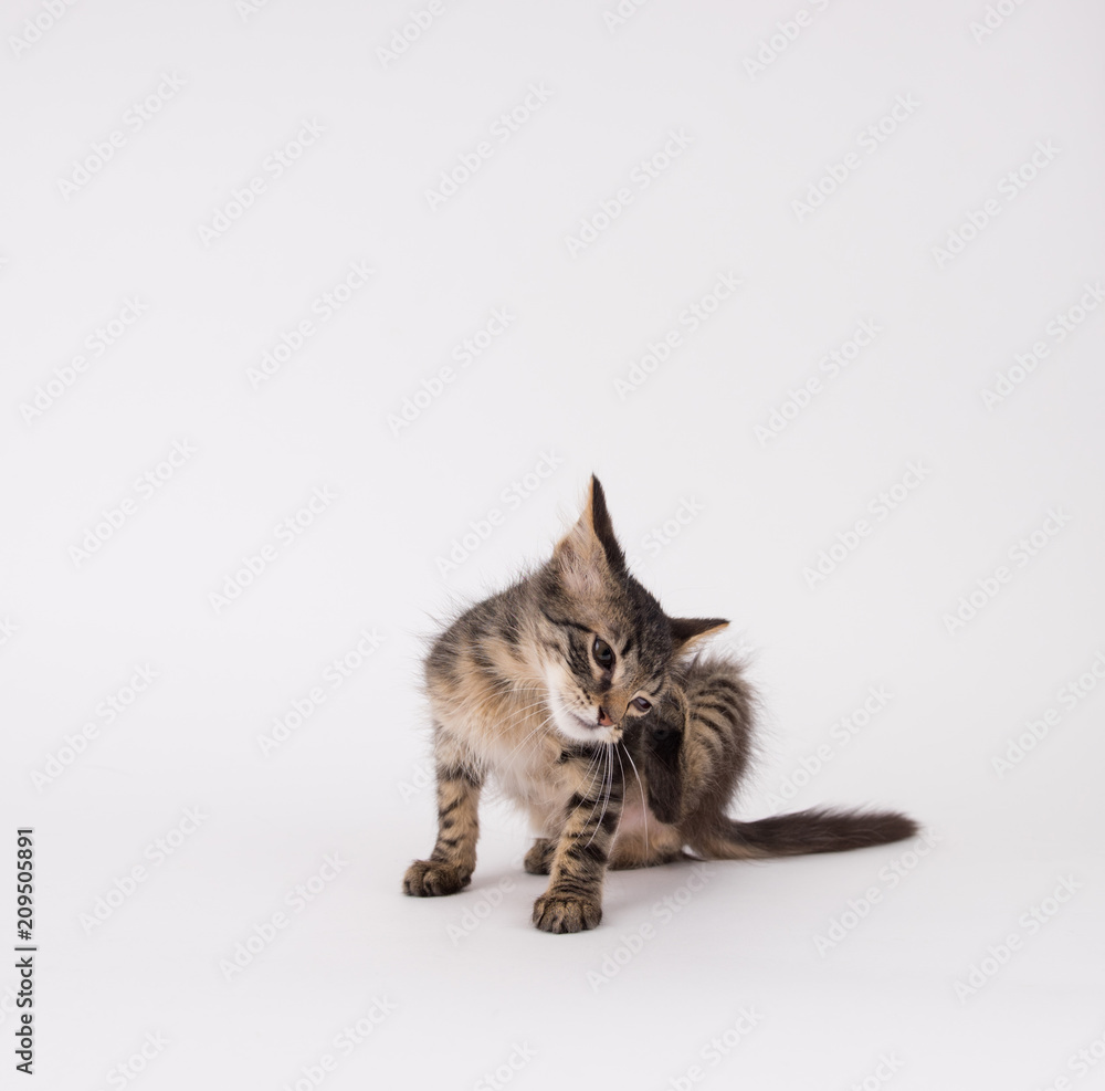 Brown Tabby Shorthaired Kitten Sitting on Light Colored Background in Studio