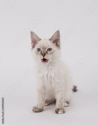 Young White Kitten with Brown Tips on Plain Background © Anna Hoychuk