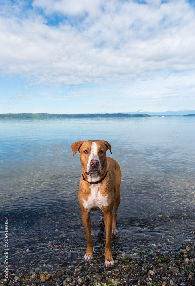 Young Fawn and White Dog Standing in Large Body of Water Young Fawn and White Dog Standing in Large Body of Water