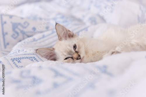 Tiny Kitten Sleeping on White Blanket