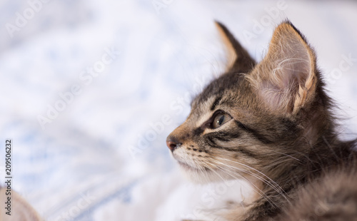 Fototapeta Naklejka Na Ścianę i Meble -  Tiny Tabby Kitten Looking Up While Relaxing on Blanket