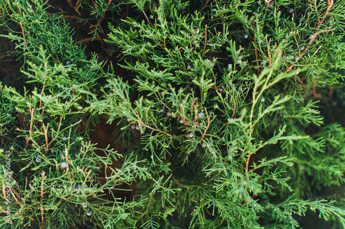 Green thuja close-up. Decoration of the garden. Botany. Coniferous trees.