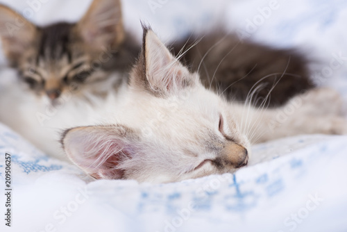 Two Tiny Kittens Sitting on White and Blue Blanket