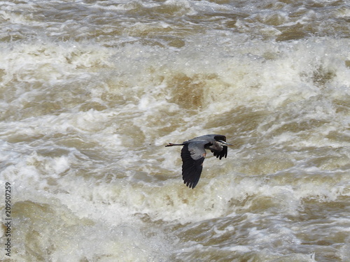 great blue heron s flight over Potomac river
