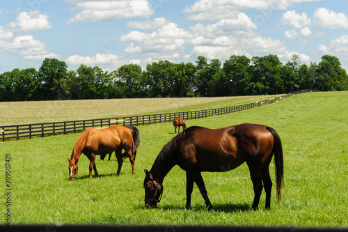 Fototapeta Thoroughbreds grazing on a horse farm in Kentucky