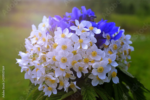 Fototapeta Naklejka Na Ścianę i Meble -  Wildflowers. Bouquet of flowers in hand