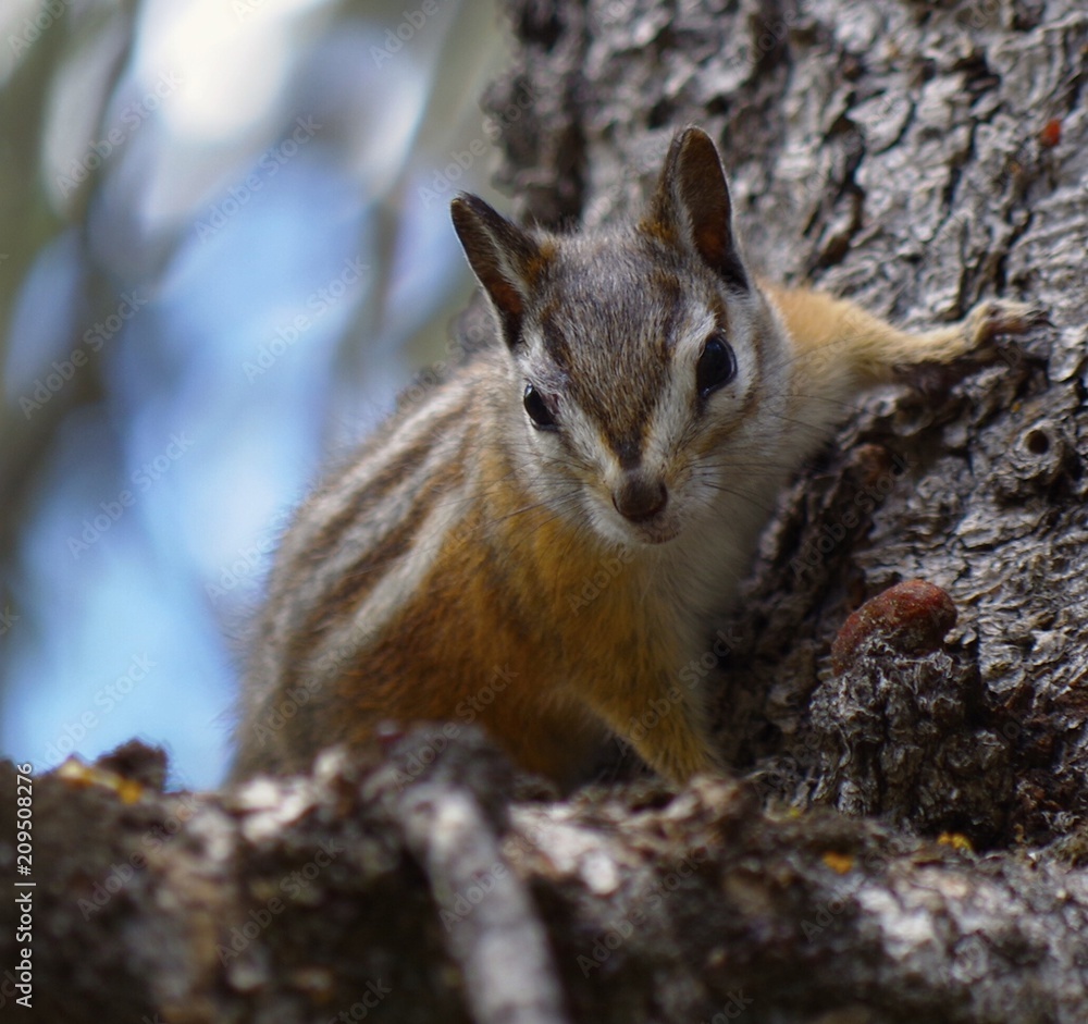 Squirrel Squirrel