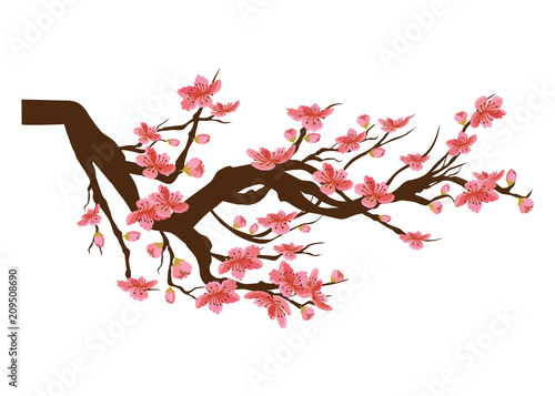Chinese new year. Sakura flowers background. cherry blossom isolated white background