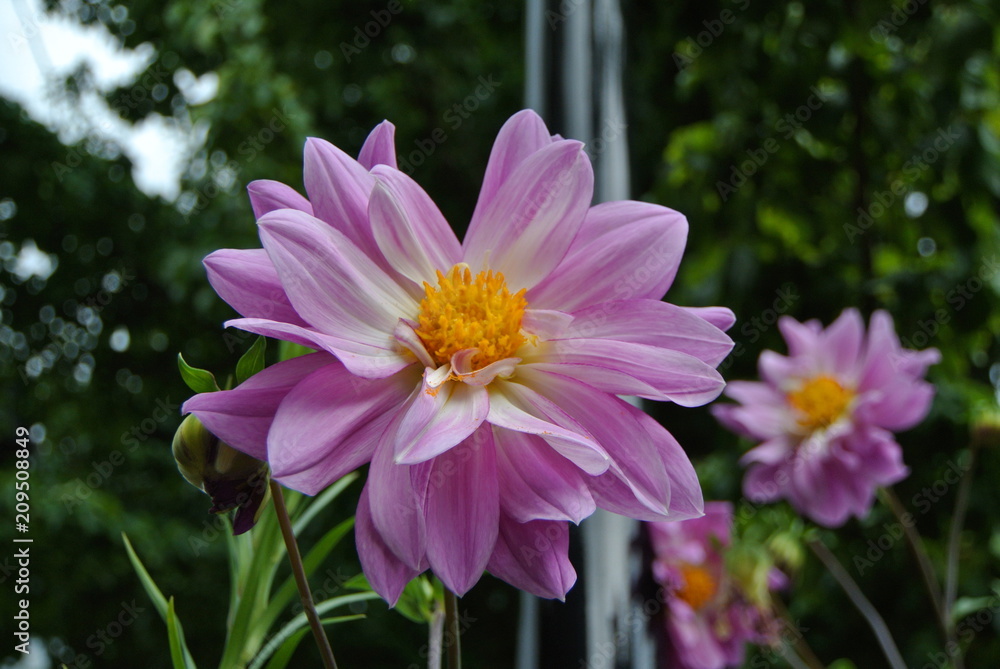 Obraz premium Pinky Flowers 