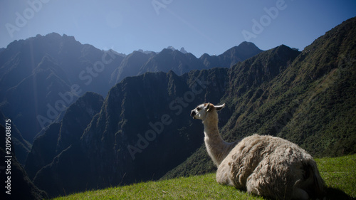 Beautiful lama enyoing the view from Machu Pichu © Ricardo