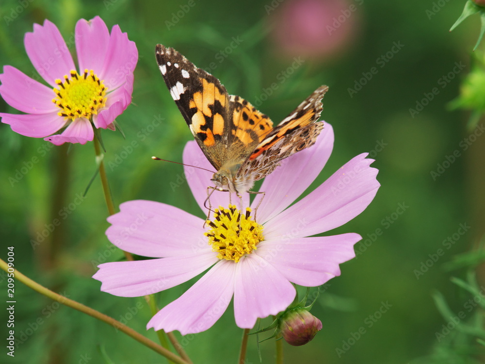 Fototapeta premium 秋桜に佇むアゲハ蝶