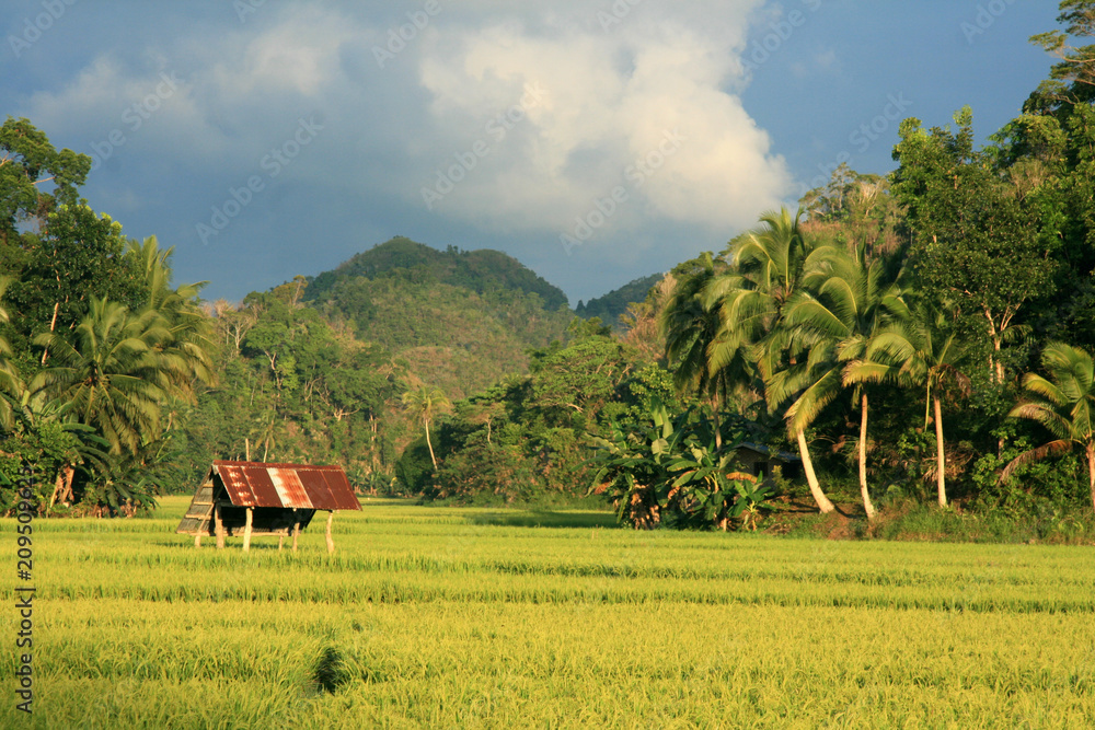 Obraz premium Picturesque Rice Field, Philippines