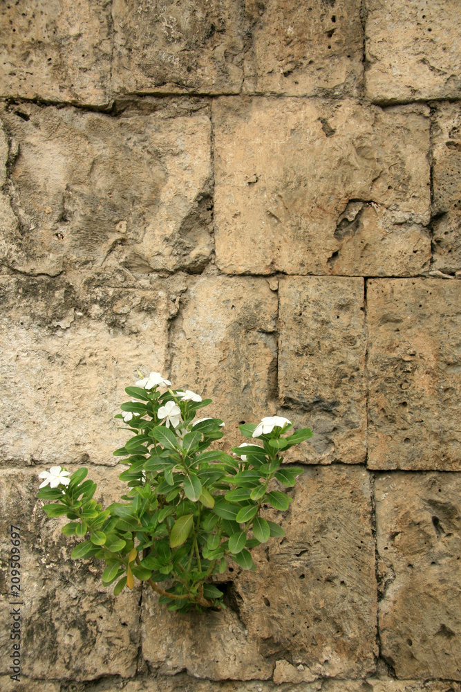 Ancient Ruins at Bohol Island, Philippines Ancient Ruins at Bohol Island, Philippines