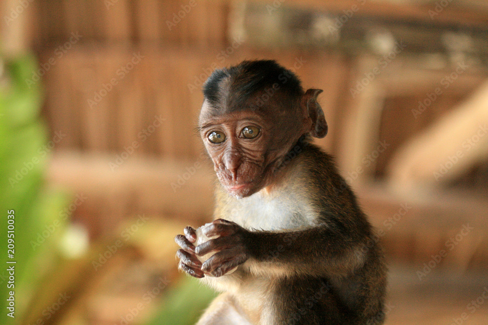 Fototapeta premium Long Tailed Macaque Baby