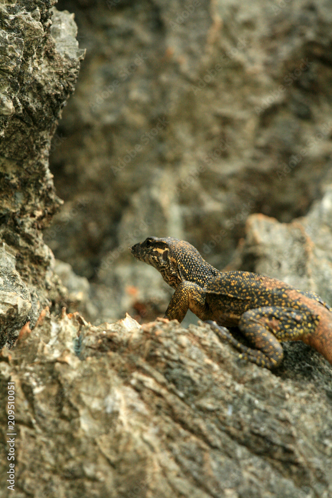 Rare Yellow Spotted Lizard,Philippines Rare Yellow Spotted Lizard,Philippines