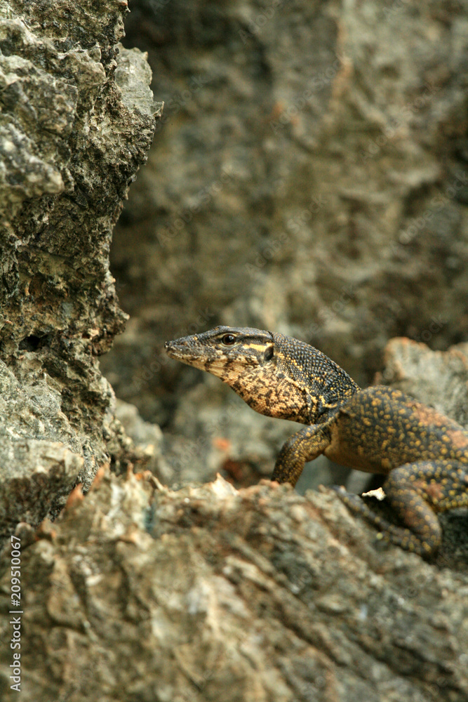 Rare Yellow Spotted Lizard,Philippines Rare Yellow Spotted Lizard,Philippines
