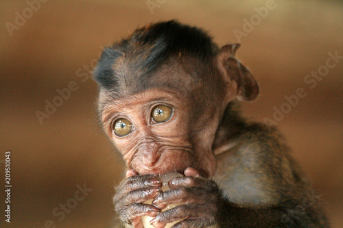 Long Tailed Macaque Baby