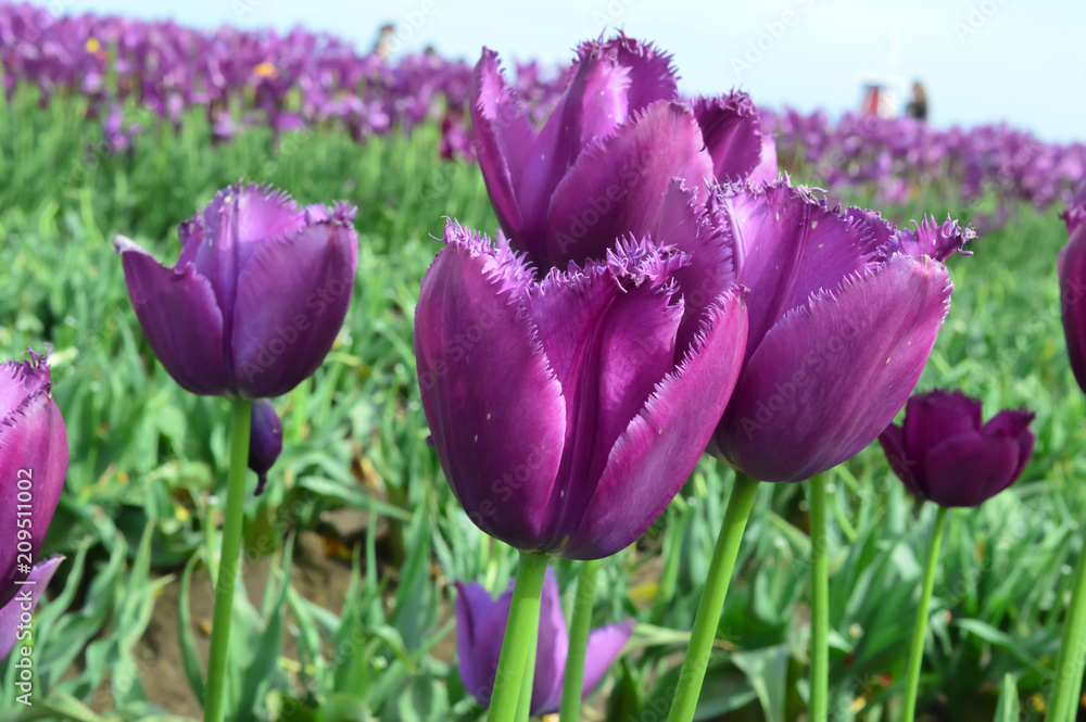 Curly Sue Tulips at Woodenshoe Tulip Farm in Woodburn Oregon Curly Sue Tulips at Woodenshoe Tulip Farm in Woodburn Oregon
