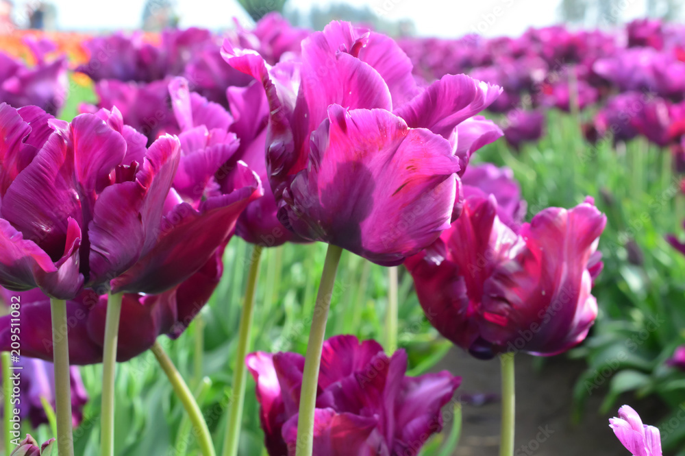 Purple Prince Tulips at Woodenshoe Tulip Farm in Woodburn Oregon