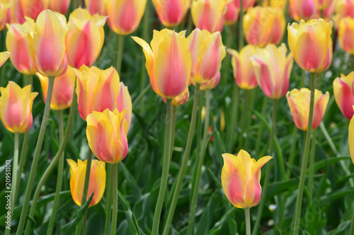 Fototapeta Naklejka Na Ścianę i Meble -  Blushing Beauty Tulips at Windmill Island Tulip Garden