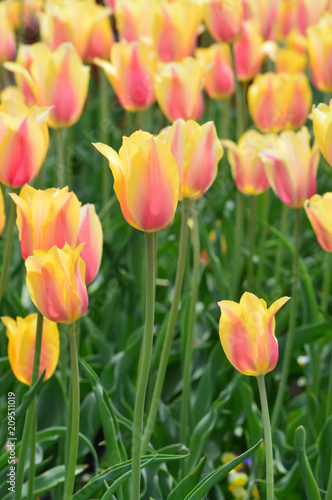 Blushing Beauty Tulips at Windmill Island Tulip Garden