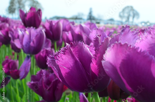 Curly Sue Tulips at Woodenshoe Tulip Farm in Woodburn Oregon