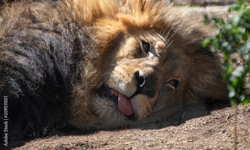 Fototapeta Naklejka Na Ścianę i Meble -  Lying Lion