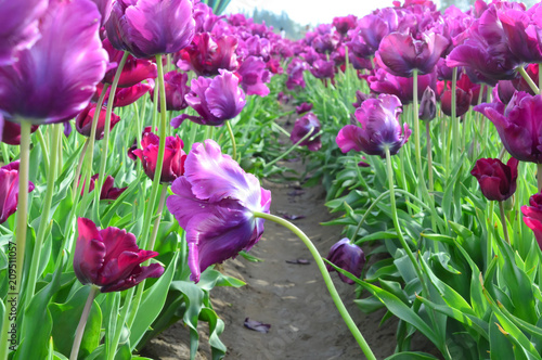 Purple Prince Tulips at Woodenshoe Tulip Farm in Woodburn Oregon photo