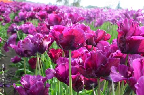 Bordeaux Tulips at Woodenshoe Tulip Farm in Woodburn Oregon